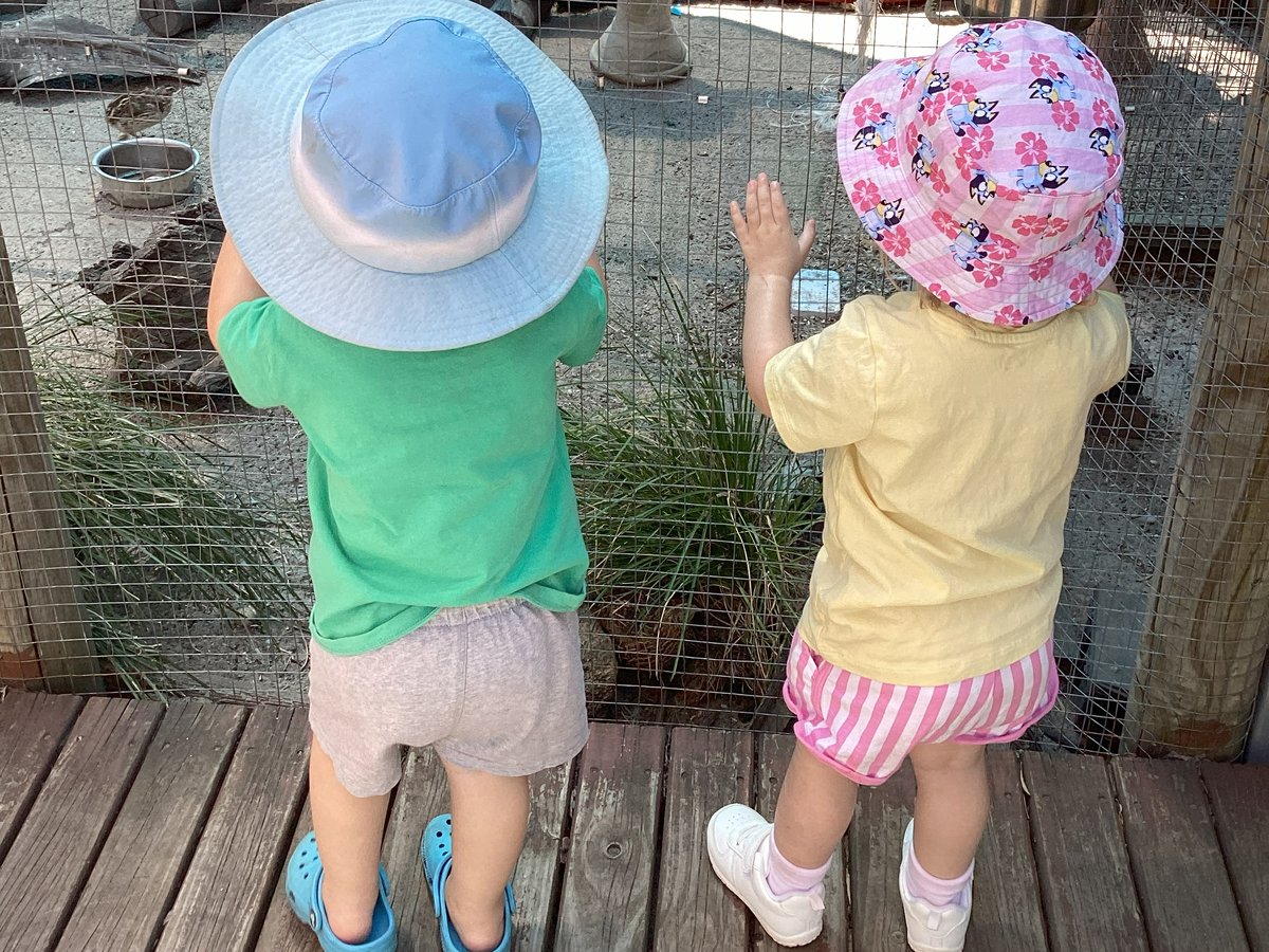 Toddlers watching guinea pigs in our outdoor enclosure