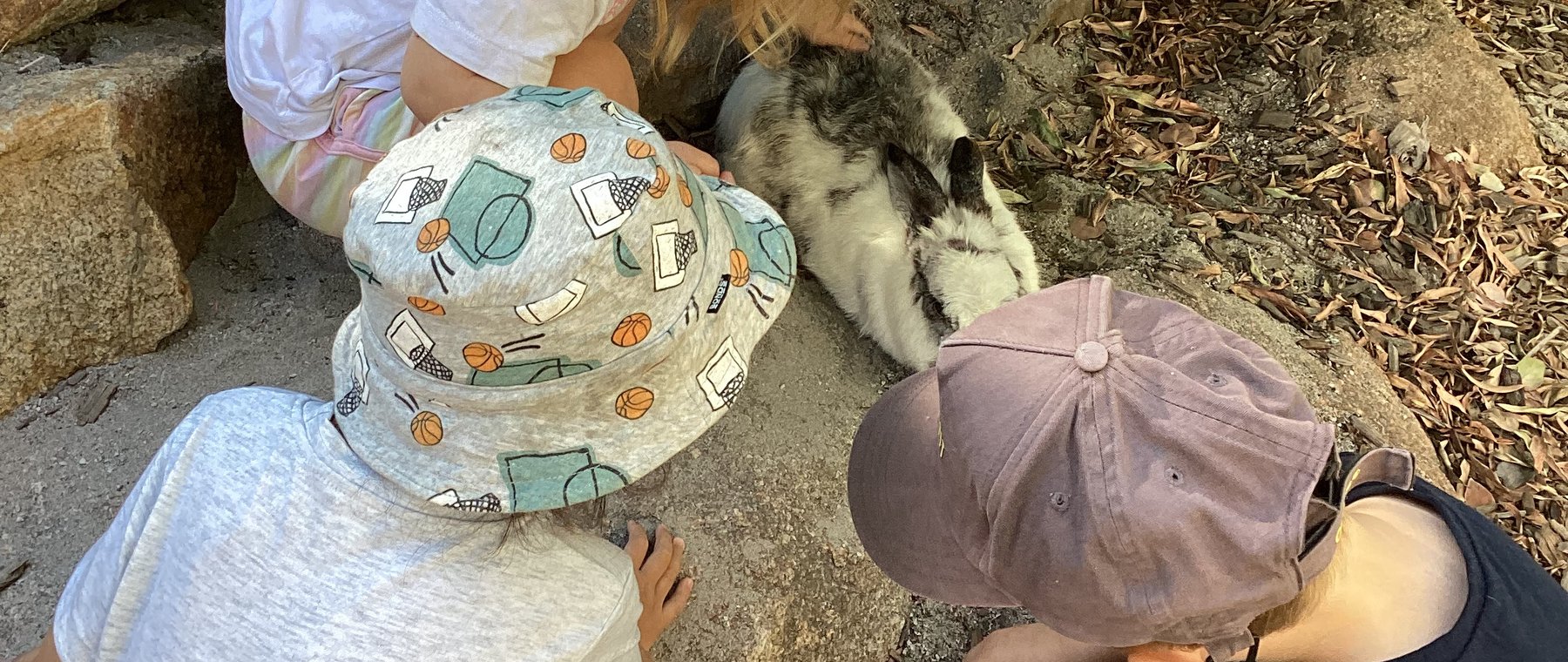 Children gathered around a guinea pig in the shade of a eucalyptus tree