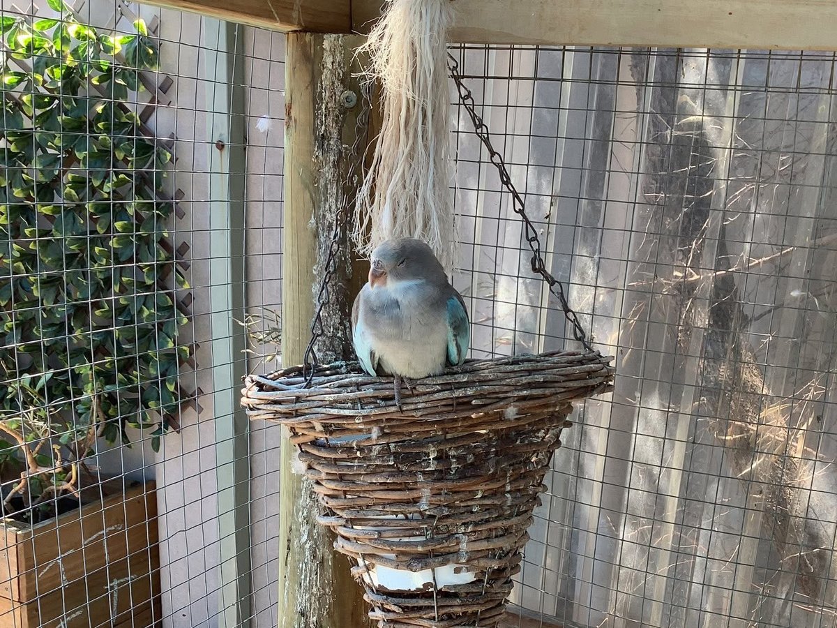 One of our resident birds in the aviary at the centre